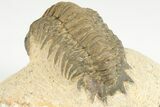 2.8" Crotalocephalina Trilobite - Atchana, Morocco - #201316-3